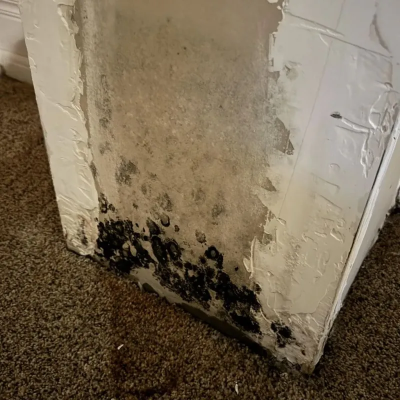 Professional Mold Removal in East Missoula, MT